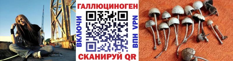 где купить наркоту  Советская Гавань  Псилоцибиновые грибы GOLDEN TEACHER 
